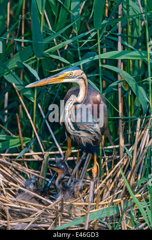 Purpurreiher (Ardea Purpurea) auf dem Nest im Schilf in einem Reed-Bett des Flusses Po-Delta Stockfoto