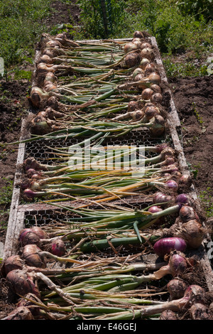 Zwiebeln Trocknen auf rack Stockfoto