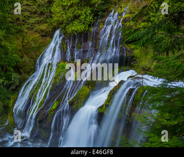 Gifford Pinchot National Forest, WA: Panther Creek Falls Stockfoto