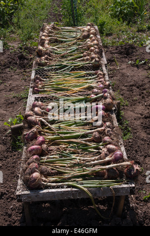 Zwiebeln Trocknen auf rack Stockfoto