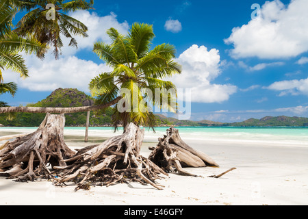 Gebleicht Baumstümpfe am tropischen Strand Stockfoto