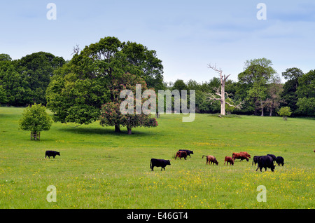 Eichen in typisch englische Landschaft Stockfoto