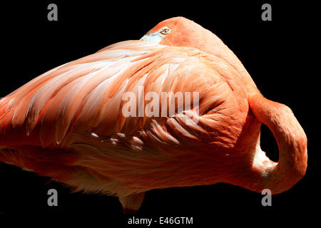 Rosa Flamingo, Phoenicopterus Ruber, schlafen fast am Cape kann County Zoo, New Jersey, USA Stockfoto