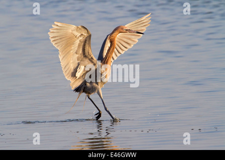 Rötliche Silberreiher (Egretta saniert) tanzen im seichten Wasser am frühen Morgen, Bolivar Peninsula, Texas, USA. Stockfoto