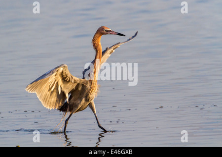 Rötliche Silberreiher (Egretta saniert) laufen im flachen Wasser am frühen Morgen, Bolivar Peninsula, Texas, USA. Stockfoto