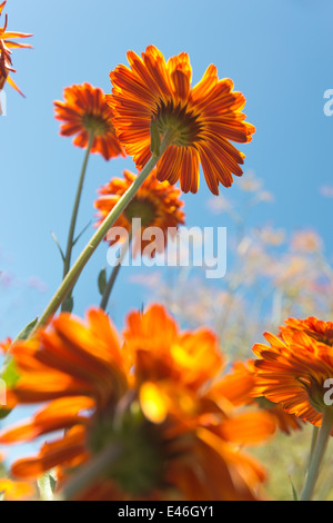Helle Farben von orange Ringelblume Blüten kontrastieren mit blauen Sommerhimmel Stockfoto