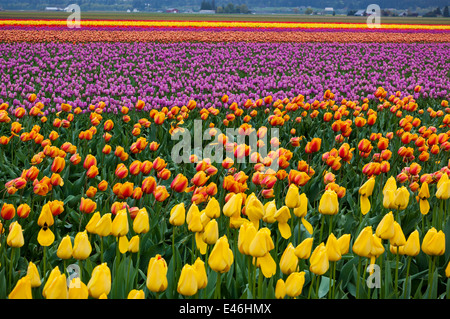 Skagit County, WA: Reihen von bunten Tulpen blühen im Frühjahr. Stockfoto