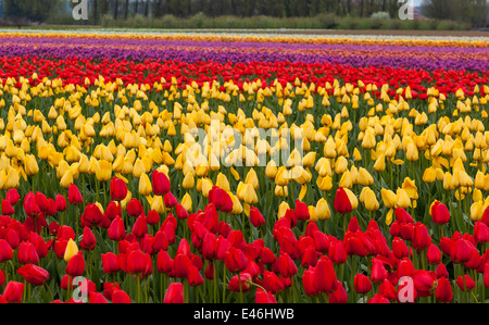 Skagit County, WA: Reihen von roten und gelben Tulpen blühen im Frühling Stockfoto
