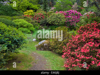 Kubota Garten, Seattle, WA: Rhododendren und Azaleen blühen in ein Feuerwerk der Farben rund um Mond Brücke Stockfoto