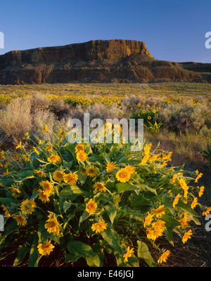 Steamboat Rock State Park, WA: Balsam Stamm blüht unter den Basaltklippen des Steamboat Rock Stockfoto