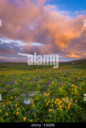 Columbia Hills State Park, WA: Sturm nähert sich bei Sonnenaufgang mit Lupine und Balsam Wurzel an einem Hang blühen Stockfoto