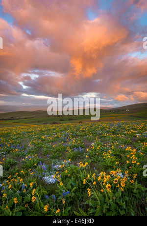 Columbia Hills State Park, WA: Sturm nähert sich bei Sonnenaufgang mit Lupine und Balsam Wurzel an einem Hang blühen Stockfoto