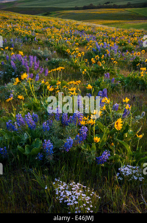 Columbia Hills State Park, WA: Columbia Gorge National Scenic Area, Balsamwurzel, Lupine und Phlox blüht an den Berghängen. Stockfoto