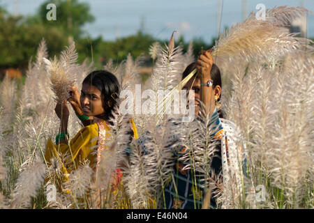 Dhaka, Banglades; Kätzchen vor Ort bekannt als Kash Blume. Kätzchen oder Kashful sind in der Regel an den Ufern des Flusses im Herbst Bangladesch September gesehen Stockfoto