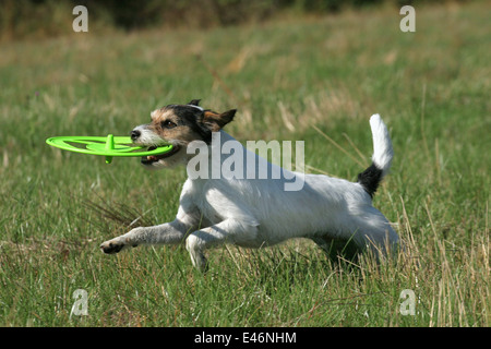 Parson Russell Terrier spielen Stockfoto