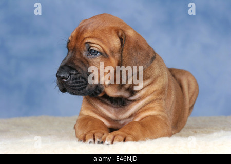 Rhodesian Ridgeback Welpen Stockfoto