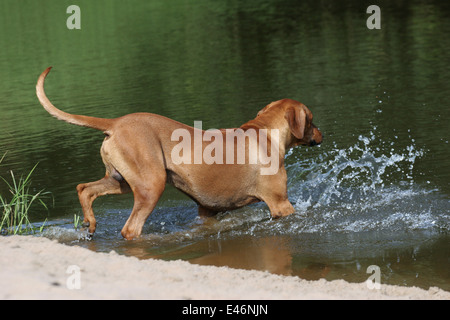 Ridgeback am Strand Stockfoto