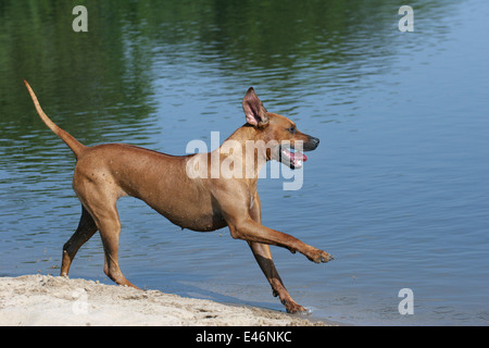 Ridgeback am Strand Stockfoto