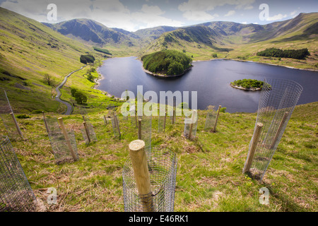 Baumpflanzung am Haweswater, Lake District, Großbritannien. Stockfoto