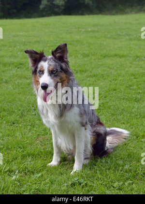 Dreifarbigen Blue Merle Border Collie Hund. Stockfoto