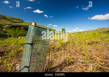 Baumpflanzung am Haweswater, Lake District, Großbritannien. Stockfoto