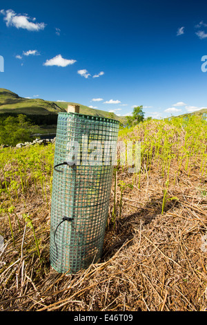 Baumpflanzung am Haweswater, Lake District, Großbritannien. Stockfoto