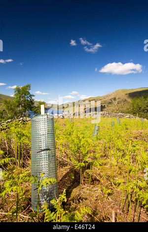 Baumpflanzung am Haweswater, Lake District, Großbritannien. Stockfoto