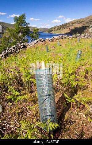 Baumpflanzung am Haweswater, Lake District, Großbritannien. Stockfoto