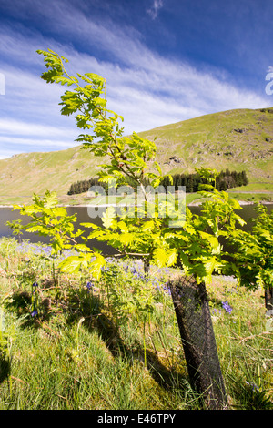 Baumpflanzung am Haweswater, Lake District, UK, Eichen gepflanzt als Bestandteil einer Restaurierung Lebensraum. Stockfoto