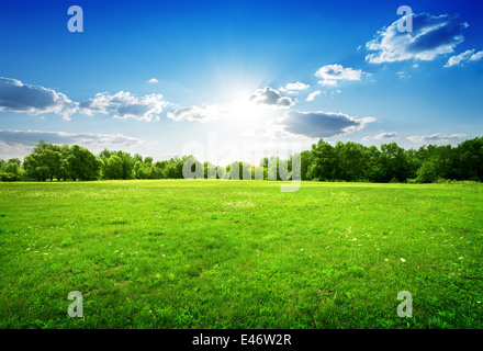 Grüne Wiese mit Blumen und Bäumen im Frühjahr Stockfoto
