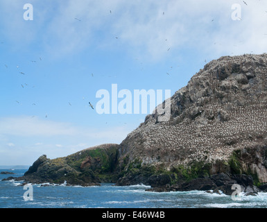 felsige Küstenlandschaft, einschließlich ein großes Vogelschutzgebiet an den sieben Inseln in der Bretagne, Frankreich Stockfoto