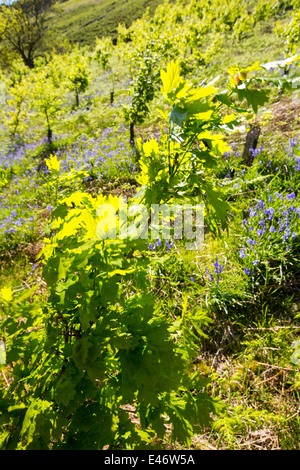 Baumpflanzung am Haweswater, Lake District, UK, Eichen gepflanzt als Bestandteil einer Restaurierung Lebensraum. Stockfoto