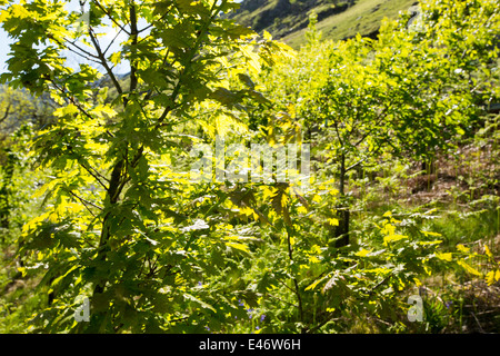 Baumpflanzung am Haweswater, Lake District, UK, Eichen gepflanzt als Bestandteil einer Restaurierung Lebensraum. Stockfoto