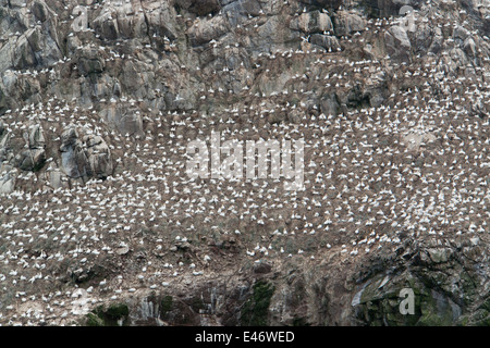 felsige Küsten Detail, einschließlich ein großes Vogelschutzgebiet an den sieben Inseln in der Bretagne, Frankreich Stockfoto