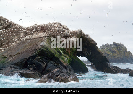 felsige Küstenlandschaft, einschließlich ein großes Vogelschutzgebiet an den sieben Inseln in der Bretagne, Frankreich Stockfoto