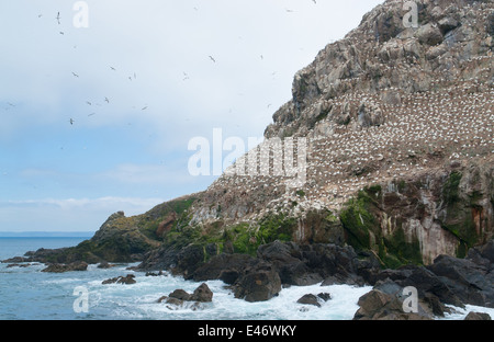 felsige Küstenlandschaft, einschließlich ein großes Vogelschutzgebiet an den sieben Inseln in der Bretagne, Frankreich Stockfoto