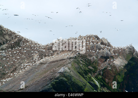 felsige Küsten Detail, einschließlich ein großes Vogelschutzgebiet an den sieben Inseln in der Bretagne, Frankreich Stockfoto