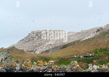 felsige Küstenlandschaft, einschließlich ein großes Vogelschutzgebiet an den sieben Inseln in der Bretagne, Frankreich Stockfoto