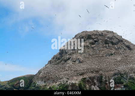 Berggipfel, einschließlich ein großes Vogelschutzgebiet an den sieben Inseln in der Bretagne, Frankreich Stockfoto