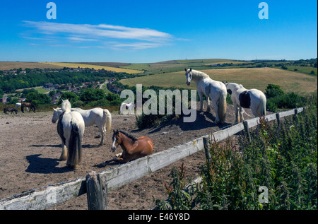Pferde auf der South Downs in der Nähe von Brighton Racecourse, England, UK Stockfoto
