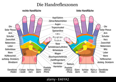 Hand-Reflexzonenmassage-Diagramm mit genauer Beschreibung der entsprechenden inneren Organe und Körperteile. Stockfoto