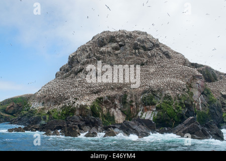 felsige Küstenlandschaft, einschließlich ein großes Vogelschutzgebiet an den sieben Inseln in der Bretagne, Frankreich Stockfoto