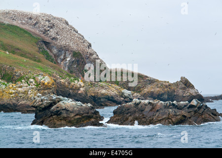 felsige Küstenlandschaft, darunter ein riesiges Vogelschutzgebiet an den sieben Inseln in der Bretagne, Frankreich Stockfoto