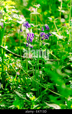 Feder bluebells in Hülle und Fülle auf dem South West Coast Path in der Nähe von mousehole in Cornwall an einem sonnigen Frühlingstag. Lebendige grün Hintergrund aus dem Gras Stockfoto