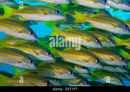 Bluelined Schnapper, (Lutjanus Kasmira), Palau, Ozeanien April 2014 Stockfoto