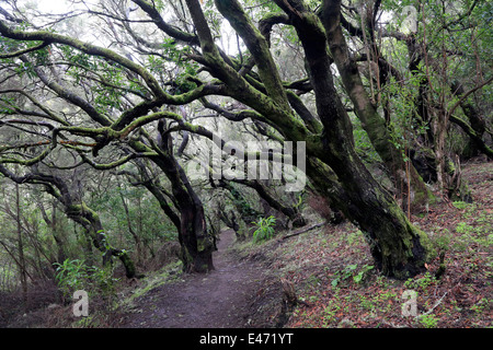 Las Haya, Spanien, Lorbeerwald im Nationalpark Garajonay auf La Gomera Stockfoto