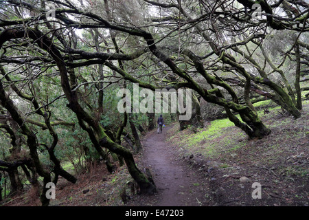 Las Haya, Spanien, Lorbeerwald im Nationalpark Garajonay auf La Gomera Stockfoto