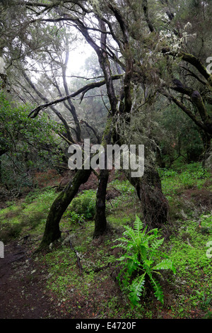 Las Haya, Spanien, Lorbeerwald im Nationalpark Garajonay auf La Gomera Stockfoto