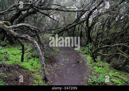 Las Haya, Spanien, Lorbeerwald im Nationalpark Garajonay auf La Gomera Stockfoto