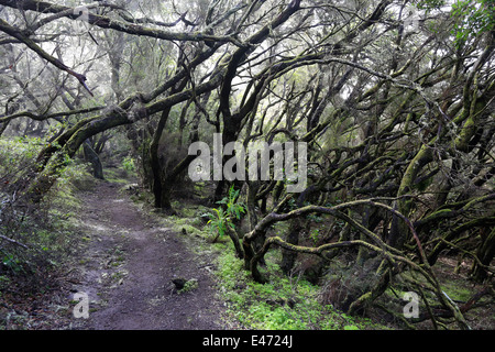 Las Haya, Spanien, Lorbeerwald im Nationalpark Garajonay auf La Gomera Stockfoto